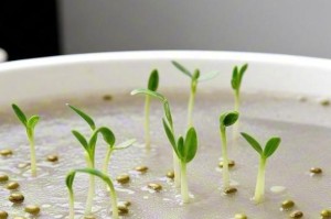 绿豆种植的全过程（探寻绿豆生长的奥秘及关键因素）