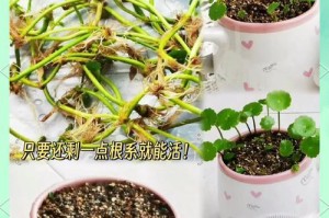 铜钱草种子繁殖方法（了解铜钱草的种子繁殖过程，打造美丽花园的秘诀）