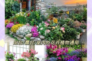 龙须树如何安全度过寒冬？（冬季龙须树的养护细节）