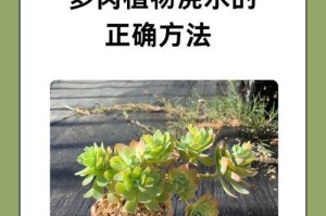 以黑法师春天怎么浇水（探索黑法师春天的浇水技巧，让植物茁壮成长）