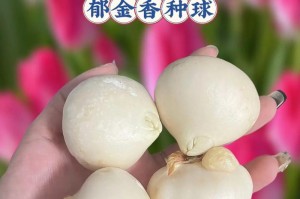 郁金香种球的处理方法（种球储存、繁殖与培养技巧）