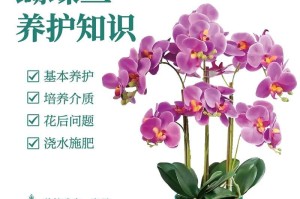 蝴蝶兰养护方法剪枝及换盆指南（了解蝴蝶兰的关键成长要素，正确剪枝换盆，打造健康花卉生长环境）