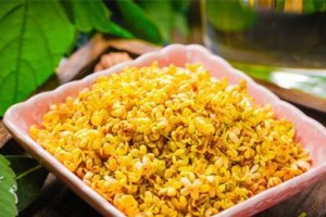 种植桂花好种子的最佳时间（从种子准备到播种的完整指南，让你轻松迎接桂花盛开）