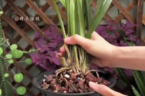 以吃兰花是怎么长大的（探索兰花生长的秘密，从食用开始）