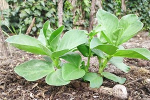 山东蚕豆种植时间及注意事项（种植前的准备工作）