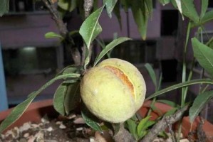 盆栽桃树——让家里也能种上“桃花运”（让你的家园也能开花结果，盆栽桃树不容错过！）