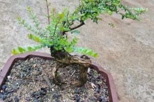 以迎春花高盆怎么倒入矮盆（轻松将迎春花从高盆倒入矮盆，做好搬迁的关键！）