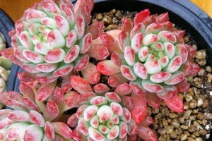 蓝苹果的养殖方法与养护要点（打造健康的蓝苹果生长环境）