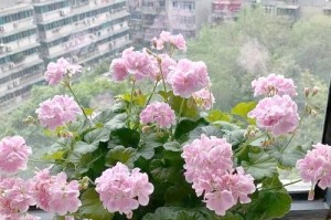如何正确盆栽天竺葵？（选择合适盆器和土壤、控制水分和光照、注意肥料和剪枝）
