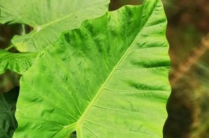 海芋花开的季节和特点（海芋的生长习性和开花环境）