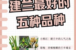 养殖吊兰花的全面指南（注意事项、技巧和常见问题解答）