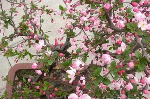 海棠花适合种植的盆器选择（从大盆与小盆两个方面论述）