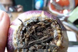 以风信子水培剥皮了怎么办？（解决风信子水培剥皮问题的有效方法）