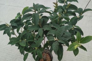 种植桂花苗的全过程及技巧（从苗木选购到培育成功，轻松种植桂花苗）