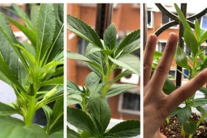 怎样治疗凤仙花烂叶子问题？（治疗凤仙花烂叶子问题的有效方法）