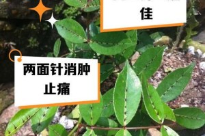 探秘两面针盆栽的养殖技术（了解两面针盆栽的养殖要点，打造独特绿色空间）