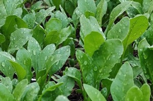 盆栽种植菠菜，打造自家菜园（在家种菜的好处，菠菜的养殖技巧）