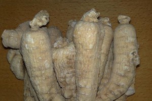 人参的植物类型及特点（探索人参属于何种植物类型，人参的生长环境和特点）