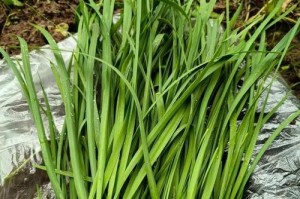 韭菜初露端倪（探究韭菜发芽的秘密，解锁种植韭菜的窍门）
