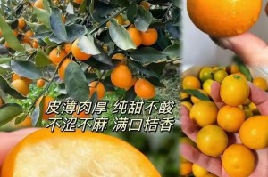 金桔养护指南（冬季养护技巧，让你的金桔更健康）