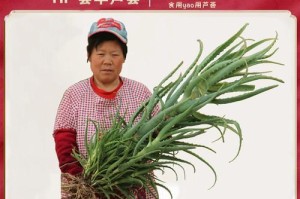 芦荟盆栽的步骤与技巧（用芦荟的叶子进行家庭盆栽，欣赏绿意盎然的生活）