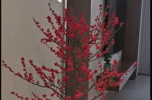 盆栽冬眠（探索植物冬眠的奥秘，从中学习生命的力量与智慧）