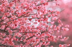 冬日里的梅花盛景（在家种植梅花的简易指南）
