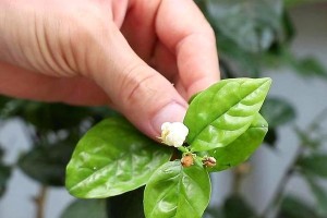 茶叶花的养殖方法与注意事项（打造茶香四溢的花园-茶叶花养殖技巧）