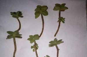 碰碰香的繁殖方法（简单易行的碰碰香繁殖技巧）
