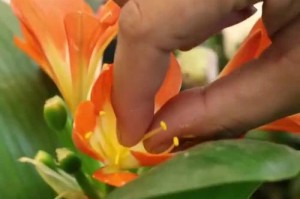 以君子兰雄蕊怎么授粉？（探寻君子兰雄蕊授粉的奥秘）