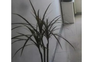七彩铁养殖全攻略（了解这些，让你轻松成为七彩铁养殖专家）