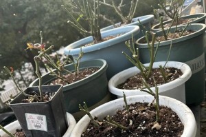 如何正确剪下月季花——打造美丽的花坛（关于月季花修剪的技巧和注意事项）