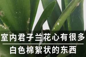 如何应对室内养花中出现的小白虫问题（解决室内养花中小白虫困扰的实用方法）