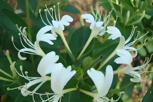金银花的生长和外观特征（探索金银花的神奇之处）