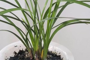 春兰花的室内养护秘籍（打造温馨家居的绿色佳品）