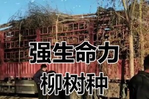 柳树的生长情况（探究柳树的生命力与适应能力）