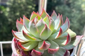 打造繁茂多肉园（以多肉叶子怎么繁殖好活？快来了解多肉繁殖的秘密！）
