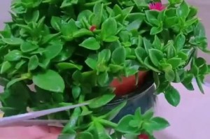 盆栽牡丹吊兰的养殖技巧（打造美丽室内花园的好帮手）