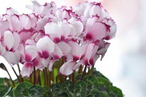 仙客来兔耳朵花的养护与管理（轻松养护美丽兔耳朵花，分享养花经验）