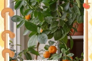 如何养护皮树盆栽（关注这些要点，让你的皮树健康茂盛）