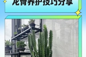 全面了解巴西龙骨的修剪养殖技巧（精确掌握巴西龙骨修剪技巧，实现高效养殖）