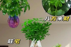七叶莲的养殖技巧与注意事项（打造美丽花园的秘密武器）